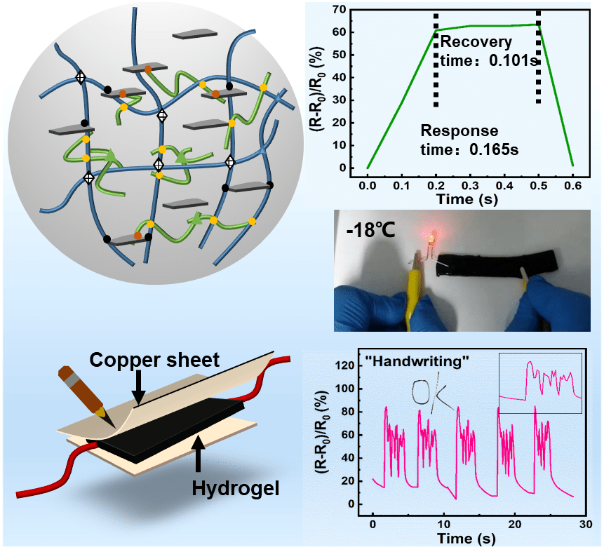 水凝膠 三維網(wǎng)絡(luò)中的柔韌與功能